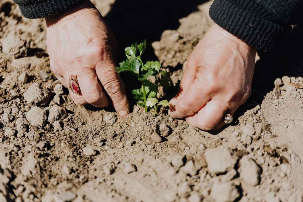 Plant the Seeds, and God Will Grow&nbsp;Them